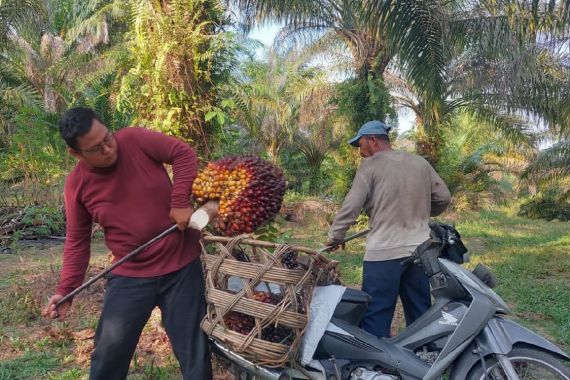 Harga TBS Sawit Naik Lagi, tetapi Petani Mengeluh Gegara Hal Ini - JPNN.COM