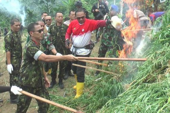 BNN Melakukan Pemusnahan Ladang Ganja di Aceh Utara - JPNN.COM