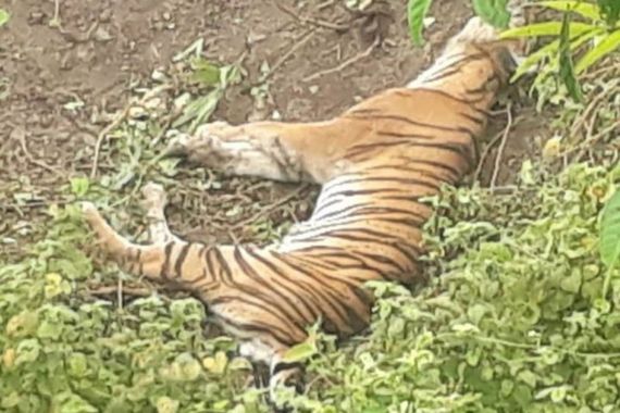 Seekor Harimau Sumatra Ditemukan Mati Terjerat di Aceh Selatan - JPNN.COM