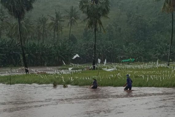 Banjir di Kota Bima, 41 Hektare Sawah Terdampak - JPNN.COM