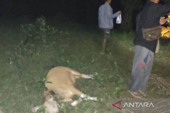 Sapi Dimangsa Harimau, BKSDA Pasang Perangkap - JPNN.COM