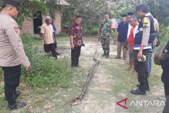 Detik-Detik Perempuan Tewas Dililit Ular Sanca 3 Meter, Lihat Tuh - JPNN.COM