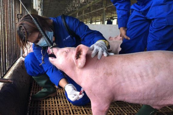 Kementan Sebut Singapura Siap Buka Impor Karkas Babi dari Pulau Bulan - JPNN.COM