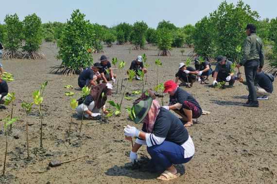 Ganjar Muda Padjajaran Sabuk Hijau Tanam 1.000 Bibit Mangrove di Pantai Tiris - JPNN.COM