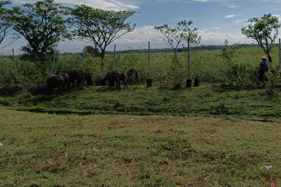 Kerbau di Area Bandara Lombok Menganggu Operasional Penerbangan, AP I: Mengotori Jalan Utama - JPNN.COM