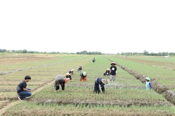 GMC Ingin Produksi Bawang Merah Cirebon Setara Brebes dan Jerman - JPNN.COM