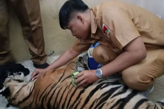 Harimau Sumatra yang Terjerat di Kebun Warga tak Terselamatkan - JPNN.COM