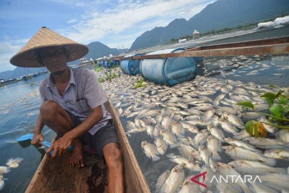 15 Ton Ikan di Danau Maninjau Mati, Ini Penyebabnya - JPNN.COM