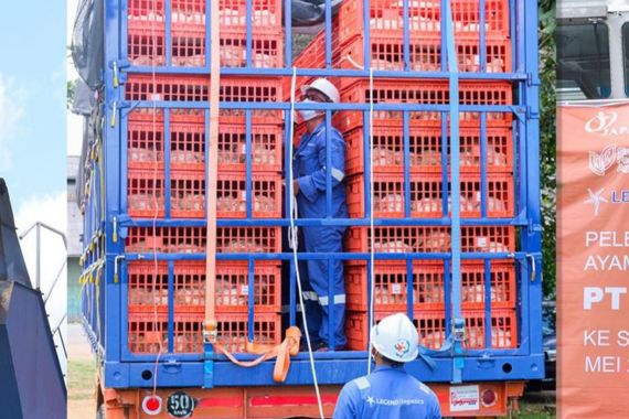 Ekspor Perdana 23 Ribu Ayam Hidup ke Singapura Sukses, Bea Cukai Apresiasi Semua Pihak - JPNN.COM