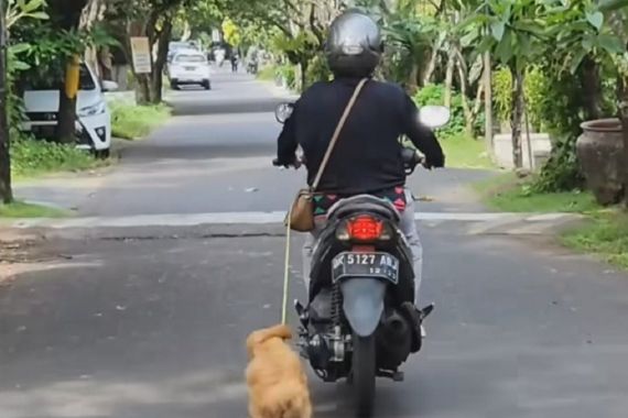 Animal Hope Shelter: Pengendara Motor yang Seret Anjing di Bali Sudah Diproses Hukum - JPNN.COM