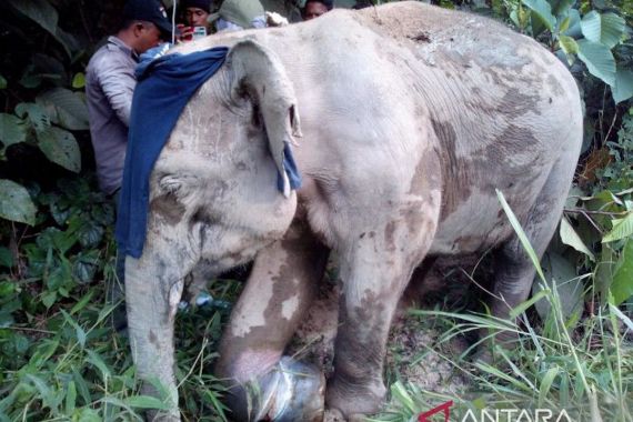 Seekor Gajah Liar Ditemukan dengan Kondisi Luka Kaki di Pedalaman Aceh Jaya - JPNN.COM