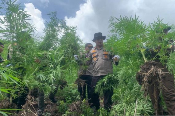 Pohon Ganja Tumbuh Subur di Pegunungan - JPNN.COM