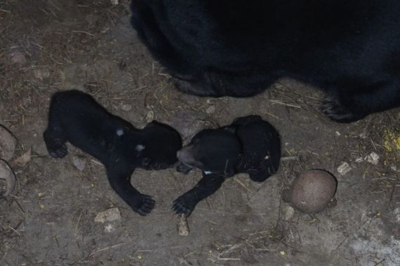 2 Bayi Beruang Madu Menambah Koleksi Taman Satwa Lembah Hijau - JPNN.COM