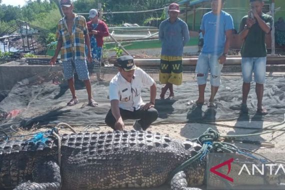 Nelayan di Gorontalo Utara Menemukan Buaya 4,7 Meter - JPNN.COM