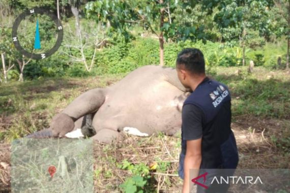 Gajah Betina Mati Diduga Keracunan - JPNN.COM