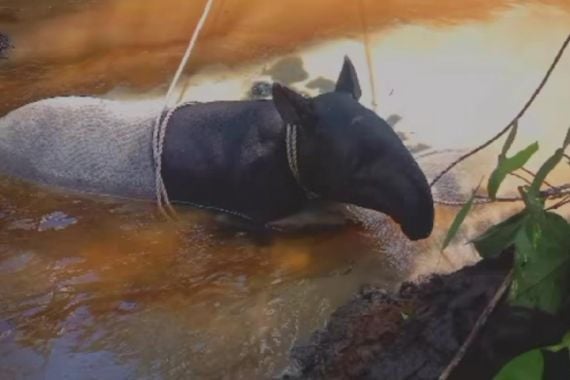 Seekor Tapir Mati setelah Terperosok di Parit Berlumpur di Inhil - JPNN.COM