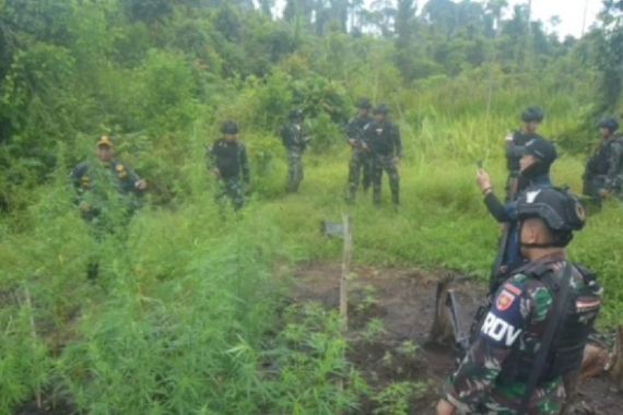 Satgas Pamtas Yonif 725/WRG Menemukan Ladang Ganja di Boven Digoel Papua Selatan - JPNN.COM