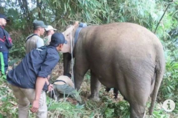 Rumah Warga di Lampung Barat Dirusak Kawanan Gajah Liar - JPNN.COM