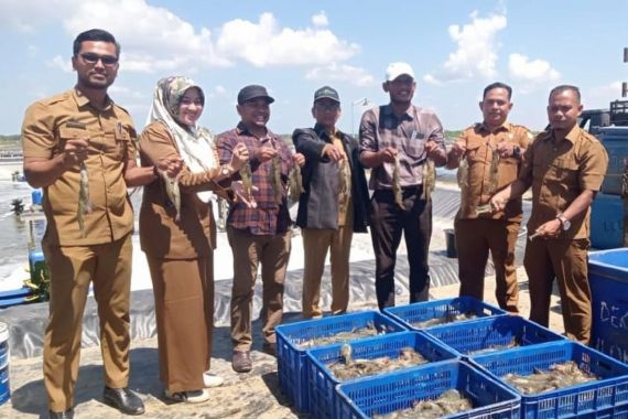 Pj Bupati Aceh Timur Panen Raya Udang Vaname Hasil Budidaya - JPNN.COM