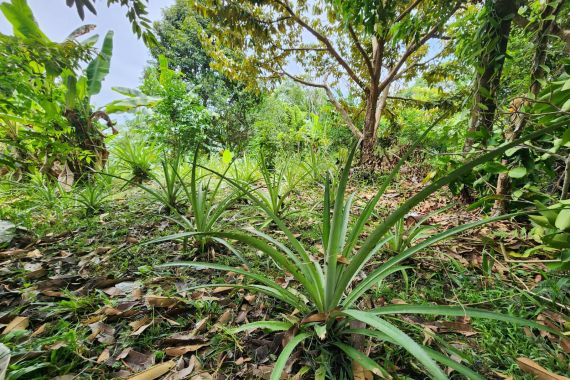 Kampung Buah di Bulungan Kaltara Bersiap Ekspor Nanas & Pisang ke Malaysia dan Brunei - JPNN.COM