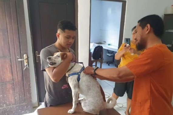 Korban Gigitan Anjing Rabies di Ambon Mencapai 448 Orang, Lima Meninggal Dunia - JPNN.COM