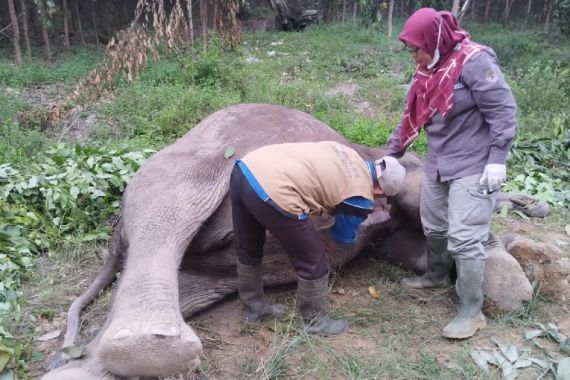 Gajah Liar di Pelalawan Ditemukan Mati Diduga Diracun - JPNN.COM