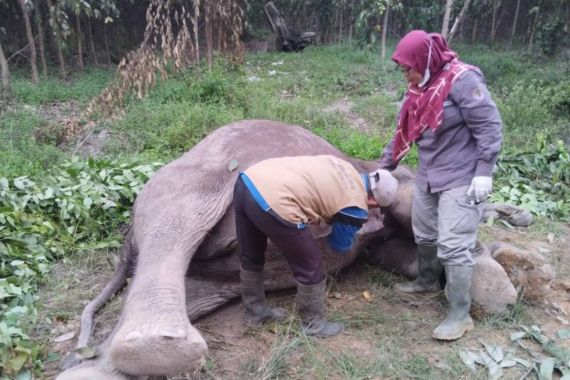 Gajah Mati Diduga Diracun, BKSDA Riau Lakukan Investigasi - JPNN.COM