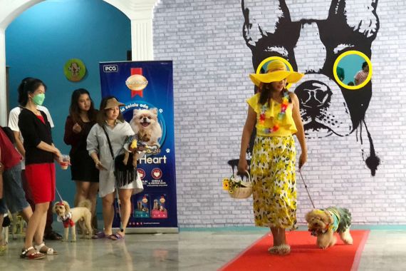 Pawppy Dog Matters Ajak Pencinta Anabul Lomba Fashion Show - JPNN.COM
