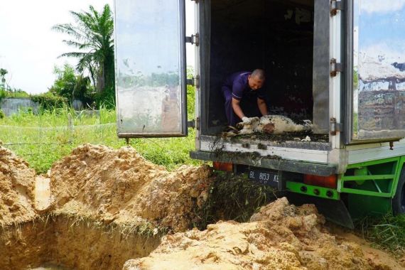 Bea Cukai Langsa Musnahkan 6 Kambing Terjangkit PMK dan Puluhan Bibit Tanaman - JPNN.COM