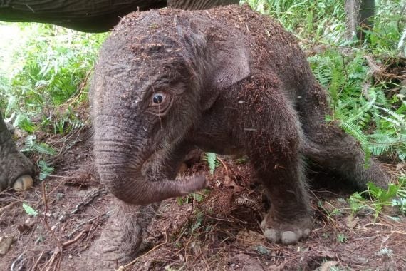 Lisa Melahirkan Gajah Betina di Hutan TNTN, Lihat - JPNN.COM
