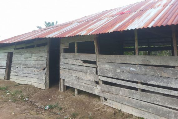 Memprihatinkan 43 Siswa SD Negeri di Riau Belajar di Gubuk Mirip Kandang Ayam - JPNN.COM