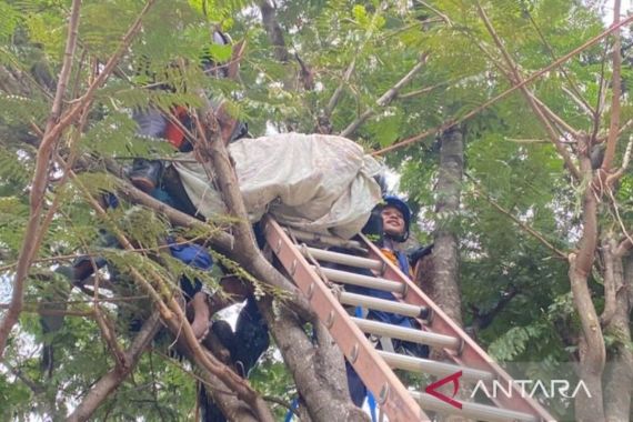 Memanjat Pohon Petai, Pria di Bogor Tewas Tersengat Listrik - JPNN.COM