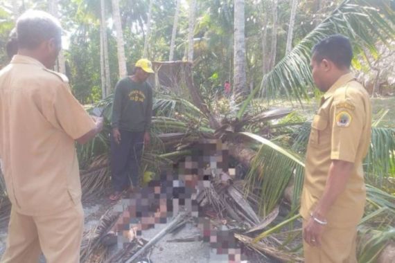 Pelajar Tewas Tertimpa Pohon Tumbang - JPNN.COM