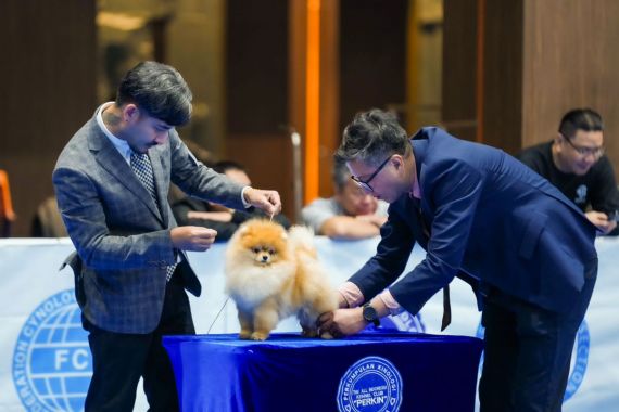 Keseruan Kontes Anjing Perkin Jaya 2023, dari Kecantikan sampai Ketahanan - JPNN.COM