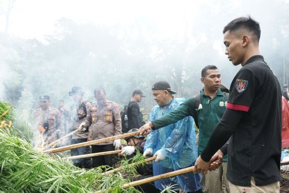 Hasil Sinergi dengan APH, Bea Cukai Musnahkan 1 Hektare Ladang Ganja di Aceh Besar - JPNN.COM