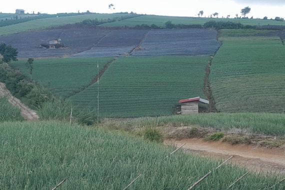 Bangun Kampung Hortikultura Bawang Merah, Kementan: Jadi Salah Satu Terobosan - JPNN.COM