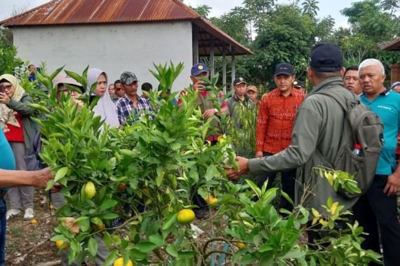 Ini Upaya Ditjen Hortikultura Tingkatkan Daya Saing Jeruk Indonesia di Pasar Global - JPNN.COM