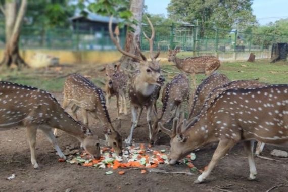 Kundur Mini Zoo, Wisata Edukasi Besutan Anggota MIND ID - JPNN.COM