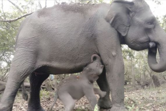 Seekor Anak Gajah Sumatra Lahir dalam Kondisi Sehat di Taman Nasional Way Kambas - JPNN.COM