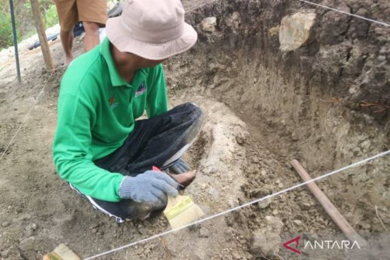 Petani Temukan Fosil Gading Gajah Purba di Kudus - JPNN.COM