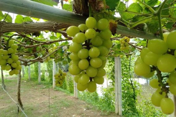 Mentan Amran Sebut Tak Ada Hambatan Tingkatkan Produksi Anggur - JPNN.COM