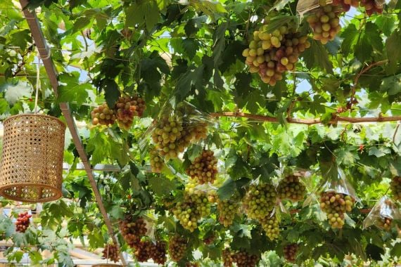 Kebun Anggur Firizco Berkonsep Cafetaria Hadir jadi Destinasi Agrowisata Baru di Bandung Barat - JPNN.COM