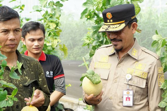 Panen Perdana Melon Intanon di Cianjur, Keuntungannya Menggiurkan! - JPNN.COM