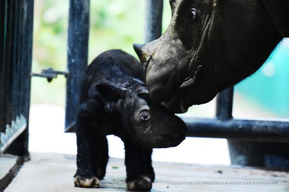 Ini Lho Bayi Badak Sumatra Seberat 25 Kg yang Lahir di Way Kambas - JPNN.COM