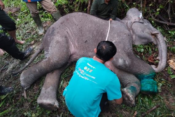 Anak Gajah Sumatra di Riau Ini Ditemukan Mati Setelah Terjerat Tali - JPNN.COM