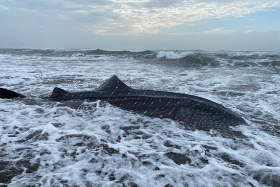 Hiu Tutul Terdampar di Pantai Welahan Wetan Cilacap - JPNN.COM