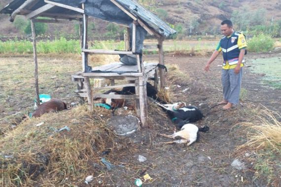 Remaja di Kabupaten Bima Tersambar Petir Saat Menggembala Kambing - JPNN.COM