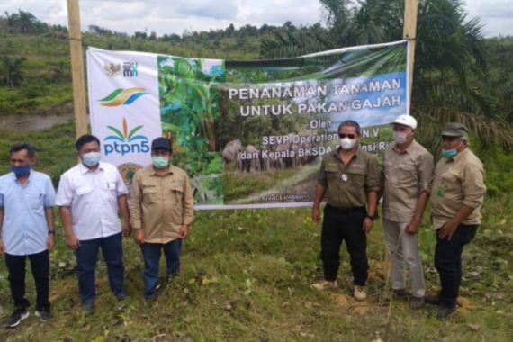 PalmCo-BBKSDA Riau Bersinergi Perkuat Konservasi Gajah Sumatera - JPNN.COM