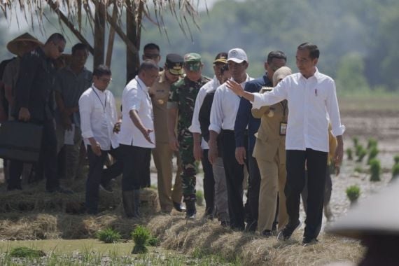 Tinjau Penanaman Padi di Pekalongan, Jokowi: Kita Kejar Tanam - JPNN.COM