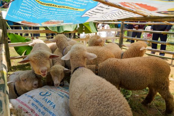 Kedaulatan Pangan, Peternak Banjarnegara Akhirnya Dapat Sertifikasi Domba Layak Ekspor - JPNN.COM